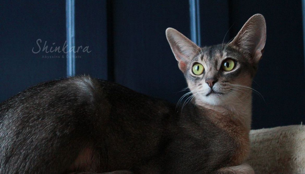 Abyssin bleu blue Abyssinian Shinkara 10.jpg
