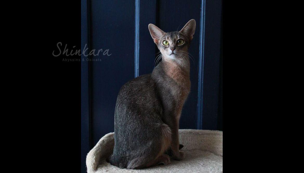 Abyssin bleu blue Abyssinian Shinkara 11.jpg