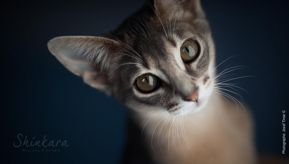 Abyssin bleu blue Abyssinian Shinkara 3.jpg