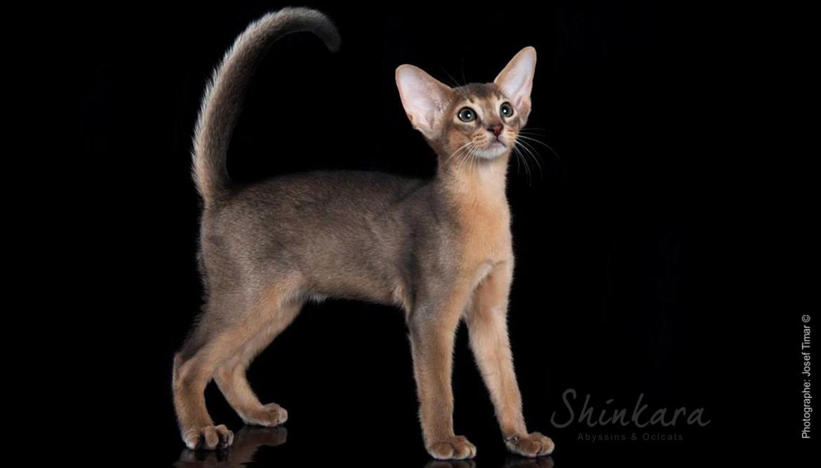 Abyssin bleu blue Abyssinian Shinkara 5.jpg