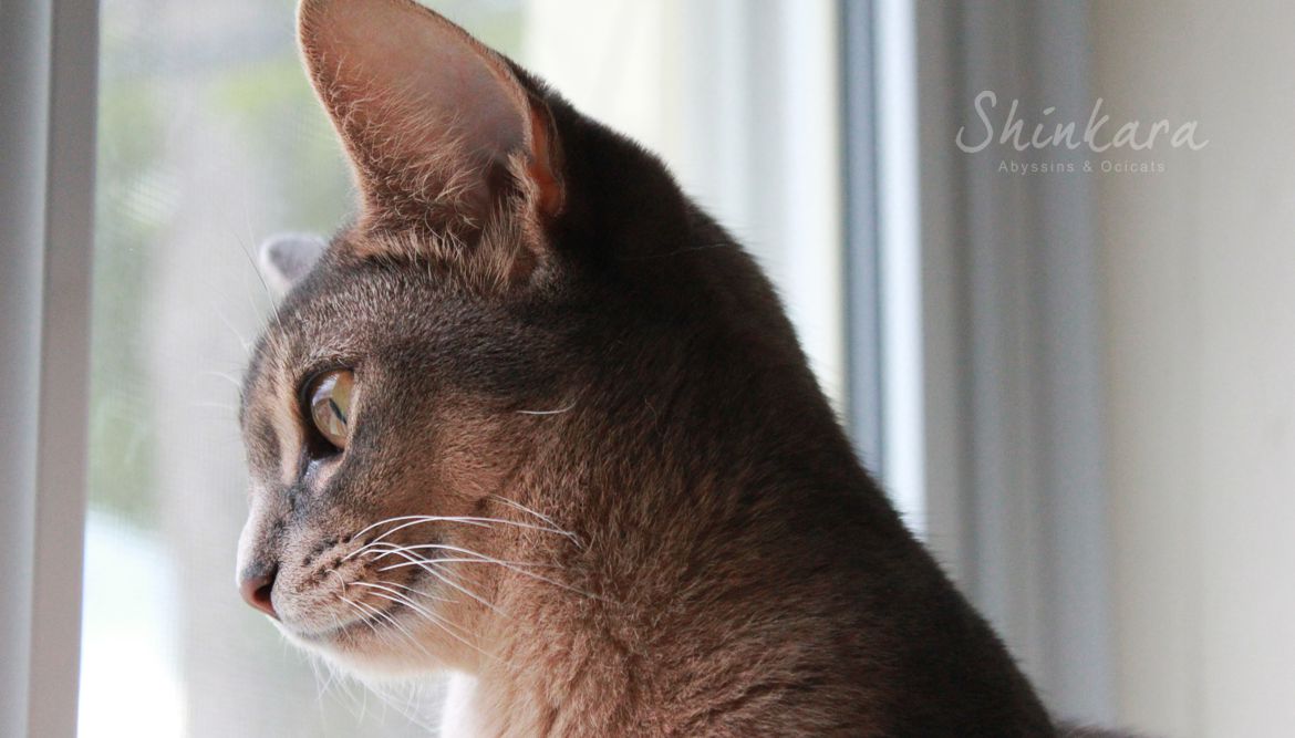 Abyssin bleu blue Abyssinian Shinkara 7.jpg