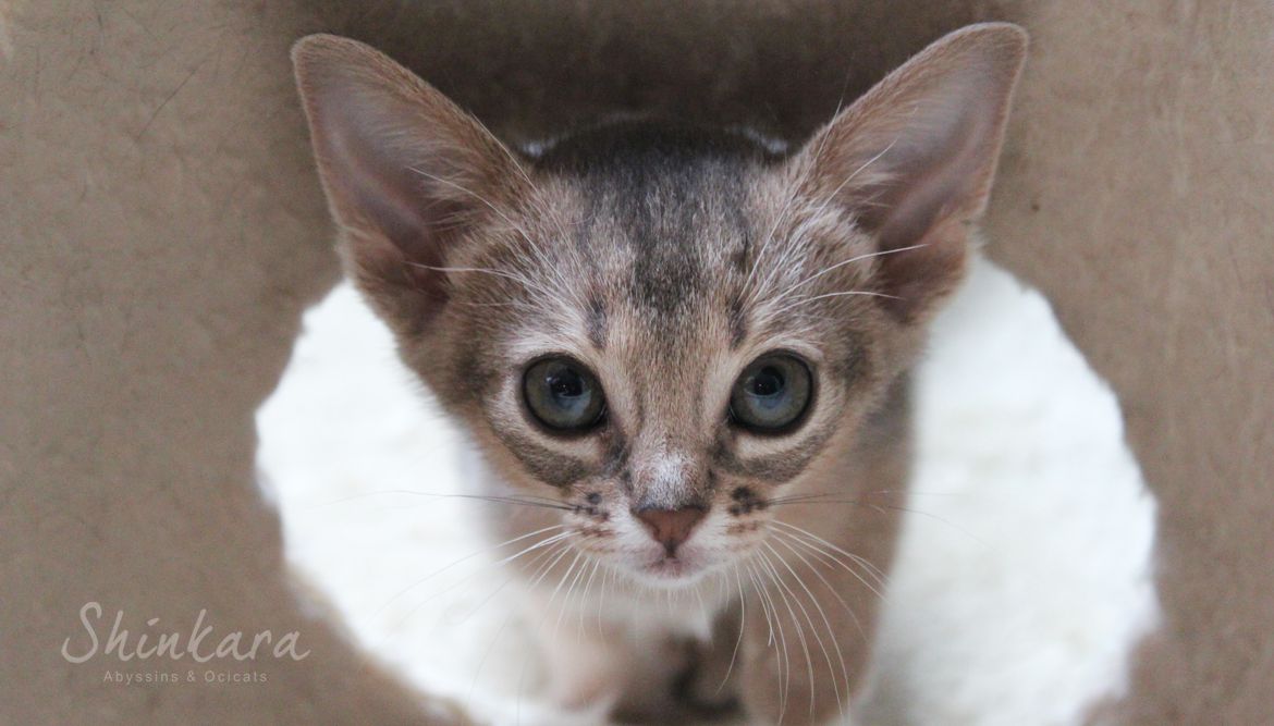 Abyssin bleu blue Abyssinian Shinkara 8.jpg