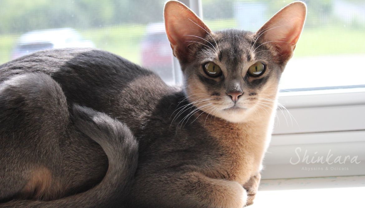 Abyssin bleu blue Abyssinian Shinkara 9.jpg