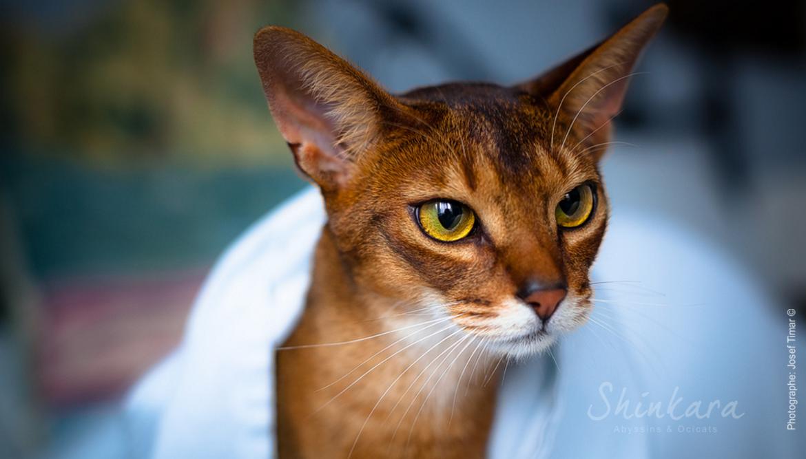 Abyssin lievre ruddy Abyssinian Shinkara 11.jpg