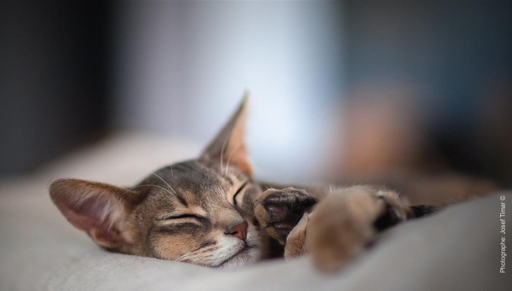 abyssinian bleu blue 4.jpg