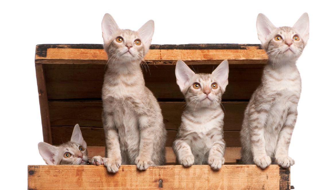 fawn silver ocicat4.jpg