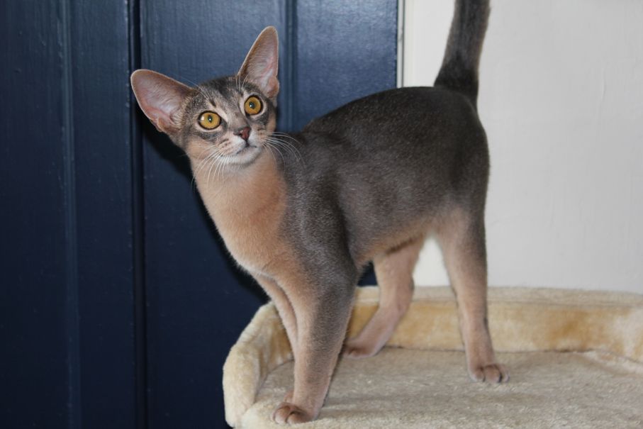 Femelle bleue de Petite Syrah.jpg