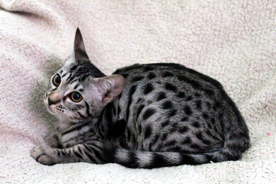 Femelle ebony silver 3b de Mika.jpg