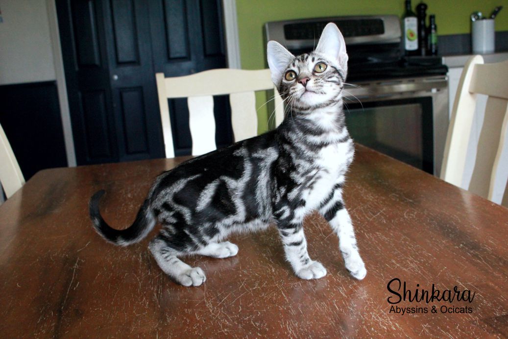 Femelle ebony silver classic de Lulu.jpg