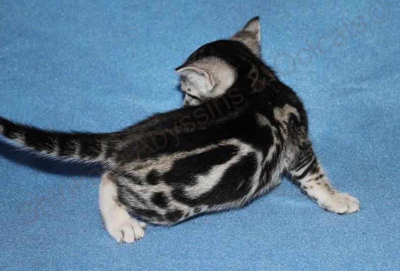 Femelle ebony silver classic.jpg