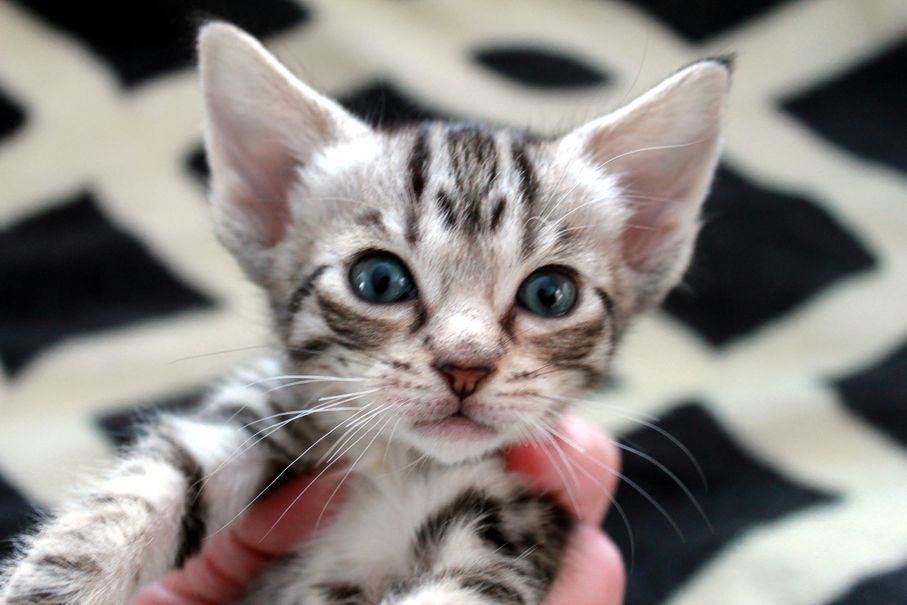 femelle ebony silver de Mika b.jpg