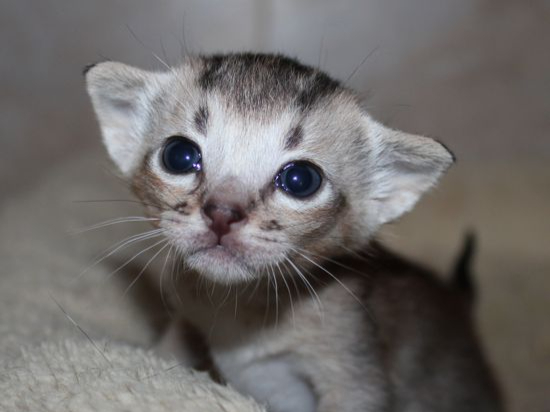 Femelle ebony silver tiquetée.jpg