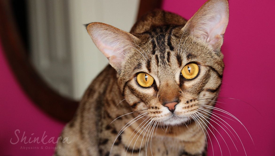 Iowa2 ocicat tawny shinkara 5.jpg