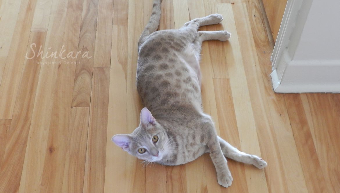 LAVANDE OCICAT SHINKARA.jpg