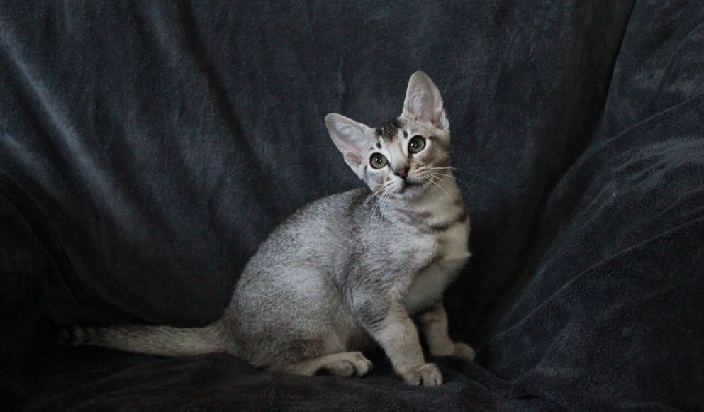 Mâle Ocicat ebony silver de Snow A3.jpg