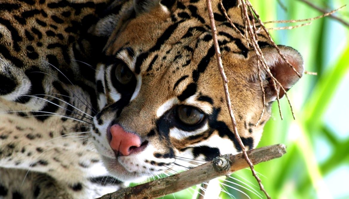 OCELOT OCICAT SHINKARA.jpg